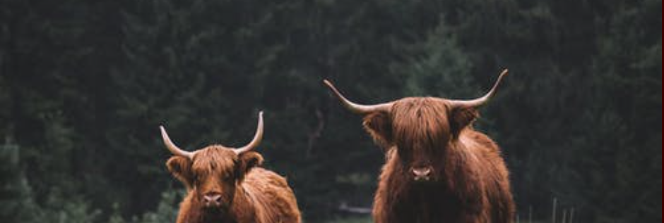 cows in a field